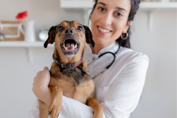 Veterinary Lab